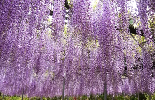 【横浜発】 ふじのはな大藤まつりとつつじ あしかがフラワーパーク「ふじのはな大藤まつり」鑑賞と1万株のつつじが咲き誇る「館林つつじが岡公園」1